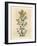 Yellow Flowered Perforated St. John's Wort, Hypericum Perforatum-James Sowerby-Framed Giclee Print