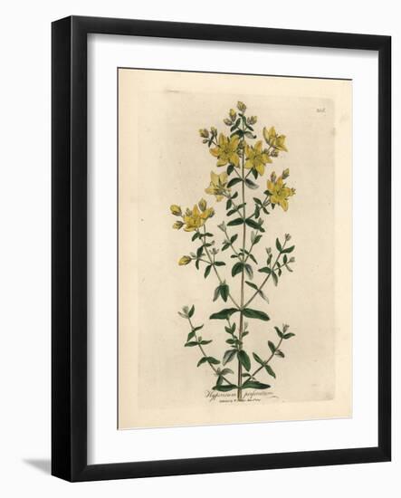 Yellow Flowered Perforated St. John's Wort, Hypericum Perforatum-James Sowerby-Framed Giclee Print