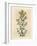 Yellow Flowered Perforated St. John's Wort, Hypericum Perforatum-James Sowerby-Framed Giclee Print