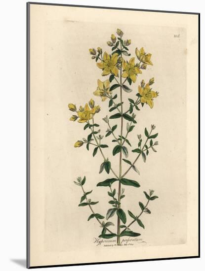 Yellow Flowered Perforated St. John's Wort, Hypericum Perforatum-James Sowerby-Mounted Giclee Print