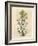 Yellow Flowered Perforated St. John's Wort, Hypericum Perforatum-James Sowerby-Framed Giclee Print