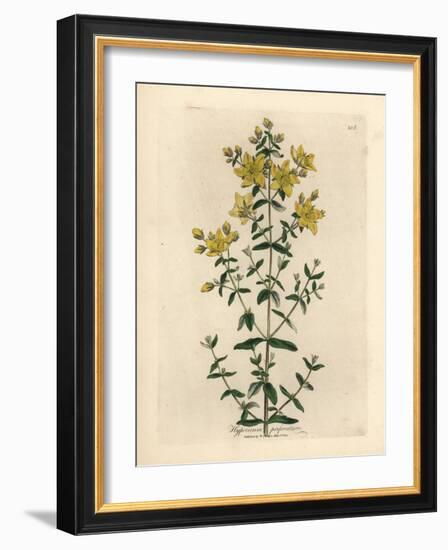 Yellow Flowered Perforated St. John's Wort, Hypericum Perforatum-James Sowerby-Framed Giclee Print