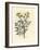 Yellow Flowered Rue, Ruta Graveolens-James Sowerby-Framed Giclee Print