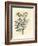 Yellow Flowered Rue, Ruta Graveolens-James Sowerby-Framed Giclee Print