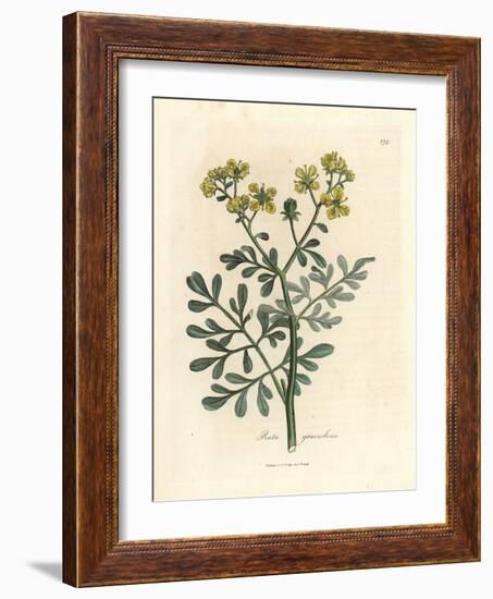 Yellow Flowered Rue, Ruta Graveolens-James Sowerby-Framed Giclee Print