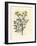 Yellow Flowered Rue, Ruta Graveolens-James Sowerby-Framed Giclee Print