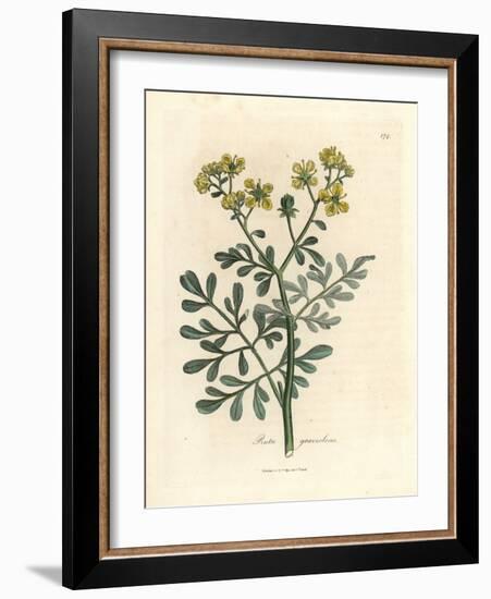 Yellow Flowered Rue, Ruta Graveolens-James Sowerby-Framed Giclee Print