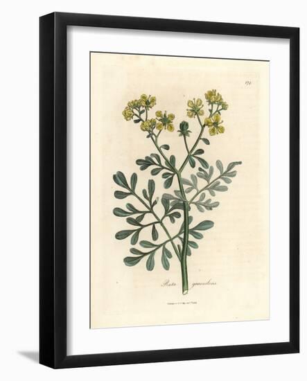 Yellow Flowered Rue, Ruta Graveolens-James Sowerby-Framed Giclee Print