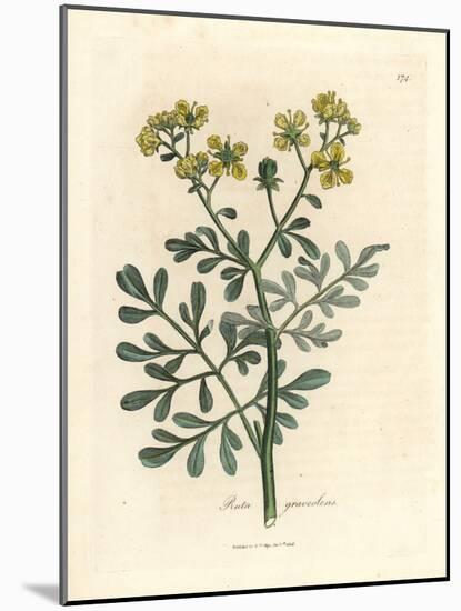 Yellow Flowered Rue, Ruta Graveolens-James Sowerby-Mounted Giclee Print