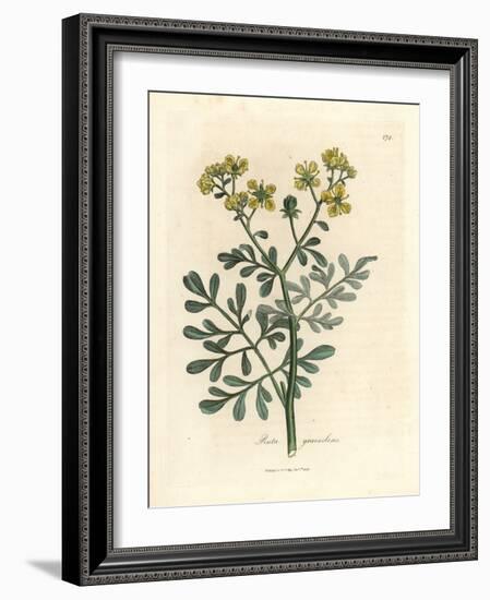 Yellow Flowered Rue, Ruta Graveolens-James Sowerby-Framed Giclee Print