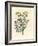 Yellow Flowered Rue, Ruta Graveolens-James Sowerby-Framed Giclee Print