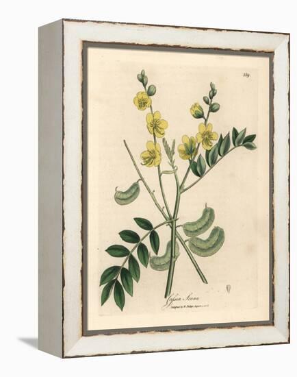Yellow Flowered Senna or Egyptian Cassia with Seed Pods, Cassia Senna-James Sowerby-Framed Premier Image Canvas
