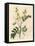 Yellow Flowered Senna or Egyptian Cassia with Seed Pods, Cassia Senna-James Sowerby-Framed Premier Image Canvas