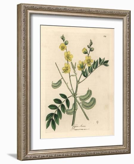 Yellow Flowered Senna or Egyptian Cassia with Seed Pods, Cassia Senna-James Sowerby-Framed Giclee Print