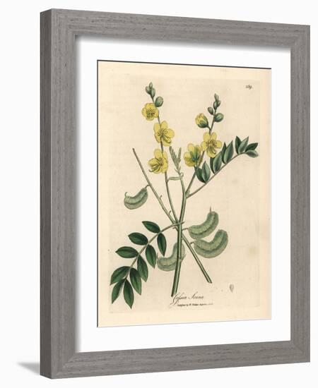 Yellow Flowered Senna or Egyptian Cassia with Seed Pods, Cassia Senna-James Sowerby-Framed Giclee Print