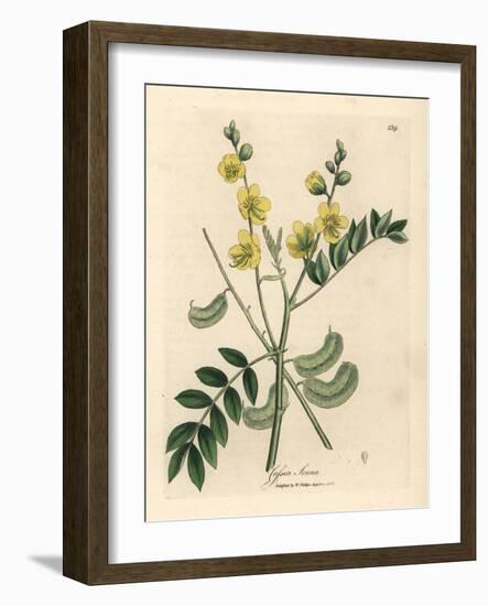 Yellow Flowered Senna or Egyptian Cassia with Seed Pods, Cassia Senna-James Sowerby-Framed Giclee Print