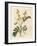 Yellow Flowered Senna or Egyptian Cassia with Seed Pods, Cassia Senna-James Sowerby-Framed Giclee Print