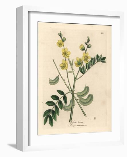 Yellow Flowered Senna or Egyptian Cassia with Seed Pods, Cassia Senna-James Sowerby-Framed Giclee Print