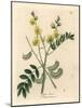 Yellow Flowered Senna or Egyptian Cassia with Seed Pods, Cassia Senna-James Sowerby-Mounted Giclee Print