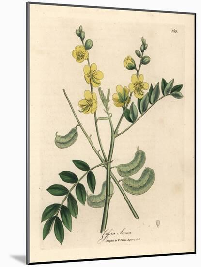 Yellow Flowered Senna or Egyptian Cassia with Seed Pods, Cassia Senna-James Sowerby-Mounted Giclee Print