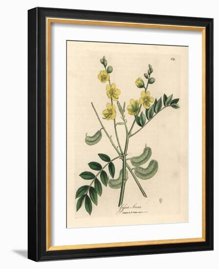 Yellow Flowered Senna or Egyptian Cassia with Seed Pods, Cassia Senna-James Sowerby-Framed Giclee Print