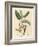 Yellow Flowered Tamarind Tree, Tamarindus Indica-James Sowerby-Framed Giclee Print