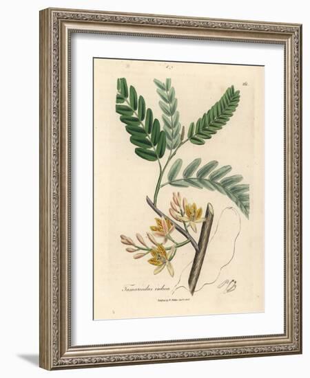 Yellow Flowered Tamarind Tree, Tamarindus Indica-James Sowerby-Framed Giclee Print