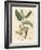 Yellow Flowered Tamarind Tree, Tamarindus Indica-James Sowerby-Framed Giclee Print