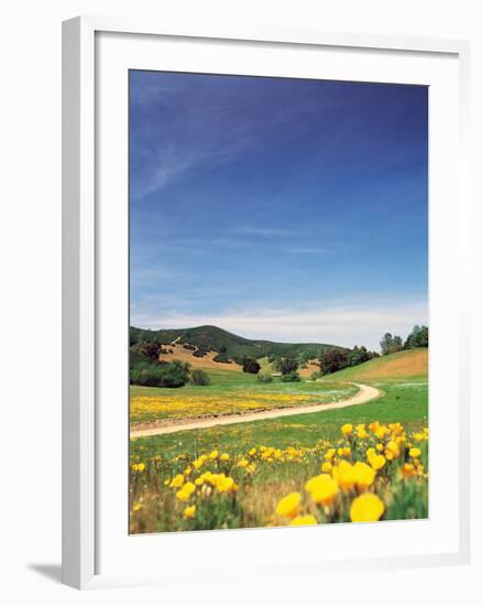 Yellow Flowers Along Side Rural Road with Rolling Landscape-null-Framed Photographic Print