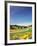 Yellow Flowers Along Side Rural Road with Rolling Landscape-null-Framed Photographic Print