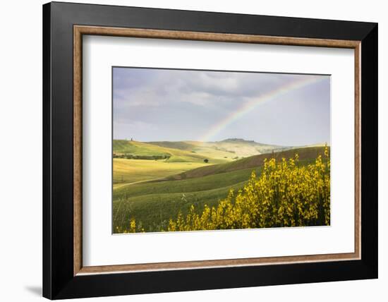 Yellow flowers and rainbow frame the green hills of Crete Senesi (Senese Clays), Province of Siena,-Roberto Moiola-Framed Photographic Print