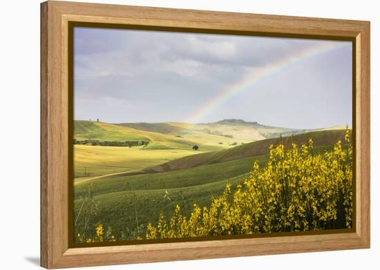 Yellow flowers and rainbow frame the green hills of Crete Senesi (Senese Clays), Province of Siena,-Roberto Moiola-Framed Premier Image Canvas