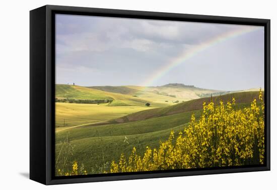 Yellow flowers and rainbow frame the green hills of Crete Senesi (Senese Clays), Province of Siena,-Roberto Moiola-Framed Premier Image Canvas