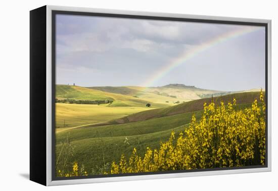 Yellow flowers and rainbow frame the green hills of Crete Senesi (Senese Clays), Province of Siena,-Roberto Moiola-Framed Premier Image Canvas