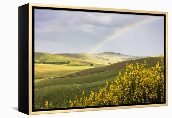 Yellow flowers and rainbow frame the green hills of Crete Senesi (Senese Clays), Province of Siena,-Roberto Moiola-Framed Premier Image Canvas