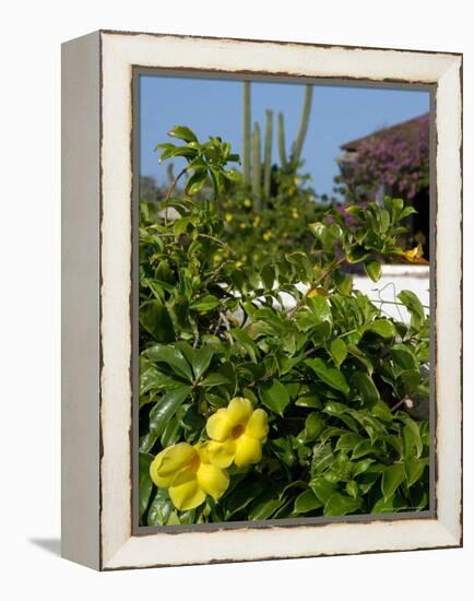 Yellow Flowers, Cacti and Home, Aruba, Caribbean-Lisa S. Engelbrecht-Framed Premier Image Canvas