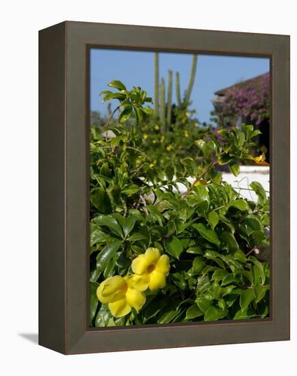 Yellow Flowers, Cacti and Home, Aruba, Caribbean-Lisa S. Engelbrecht-Framed Premier Image Canvas