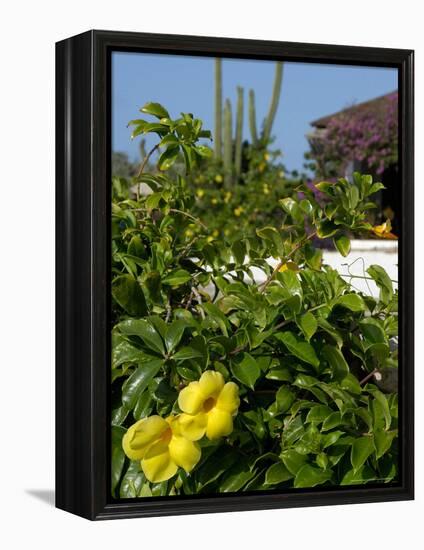 Yellow Flowers, Cacti and Home, Aruba, Caribbean-Lisa S. Engelbrecht-Framed Premier Image Canvas