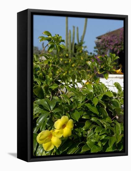 Yellow Flowers, Cacti and Home, Aruba, Caribbean-Lisa S. Engelbrecht-Framed Premier Image Canvas