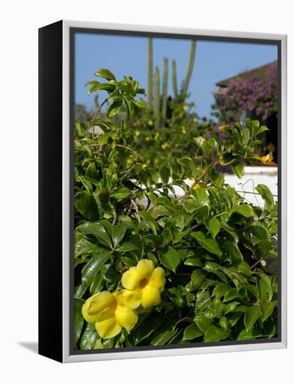 Yellow Flowers, Cacti and Home, Aruba, Caribbean-Lisa S. Engelbrecht-Framed Premier Image Canvas