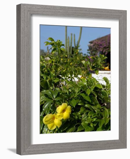 Yellow Flowers, Cacti and Home, Aruba, Caribbean-Lisa S. Engelbrecht-Framed Photographic Print