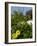 Yellow Flowers, Cacti and Home, Aruba, Caribbean-Lisa S. Engelbrecht-Framed Photographic Print