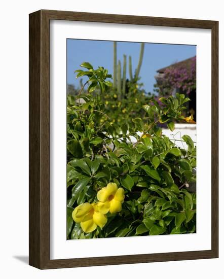 Yellow Flowers, Cacti and Home, Aruba, Caribbean-Lisa S. Engelbrecht-Framed Photographic Print