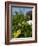 Yellow Flowers, Cacti and Home, Aruba, Caribbean-Lisa S. Engelbrecht-Framed Photographic Print