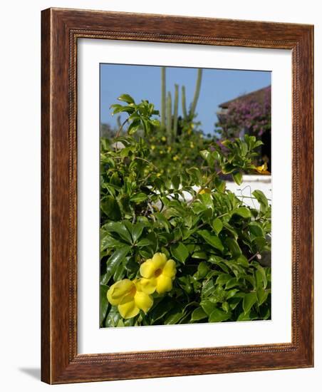 Yellow Flowers, Cacti and Home, Aruba, Caribbean-Lisa S. Engelbrecht-Framed Photographic Print