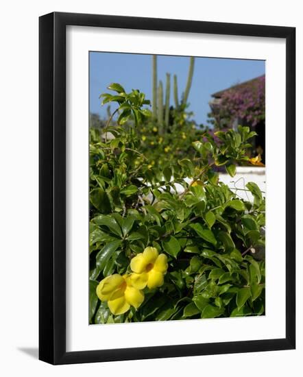 Yellow Flowers, Cacti and Home, Aruba, Caribbean-Lisa S. Engelbrecht-Framed Photographic Print