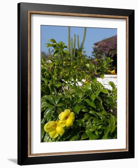 Yellow Flowers, Cacti and Home, Aruba, Caribbean-Lisa S. Engelbrecht-Framed Photographic Print