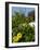 Yellow Flowers, Cacti and Home, Aruba, Caribbean-Lisa S. Engelbrecht-Framed Photographic Print