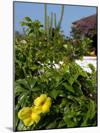 Yellow Flowers, Cacti and Home, Aruba, Caribbean-Lisa S. Engelbrecht-Mounted Photographic Print