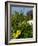 Yellow Flowers, Cacti and Home, Aruba, Caribbean-Lisa S. Engelbrecht-Framed Photographic Print